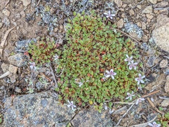 Pelargonium littorale