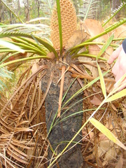 Cycas