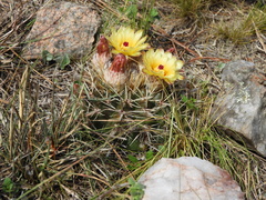 Parodia mammulosa