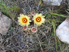 Parodia mammulosa
