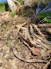Leiocephalus cubensis