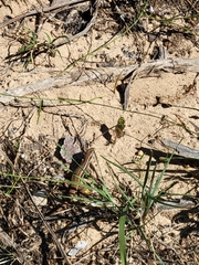 Leiocephalus cubensis