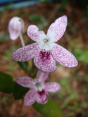 Pseuderanthemum