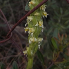 Brachystele dilatata