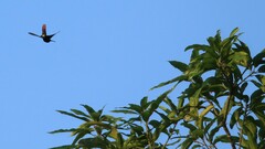 Anthracothorax nigricollis