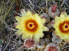 Parodia mammulosa