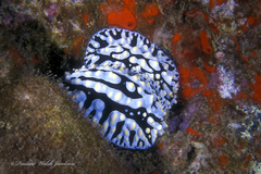 Phyllidia varicosa