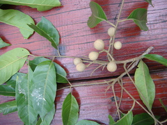 Aglaia lawii