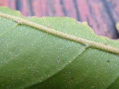 Aglaia lawii
