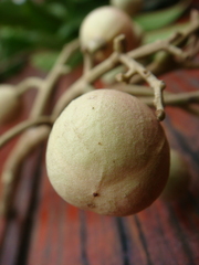 Aglaia lawii
