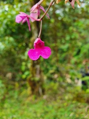 Comparettia falcata