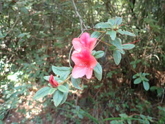 Rhododendron oldhamii