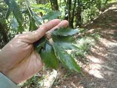 Quercus stenophylloides