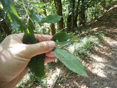Quercus stenophylloides