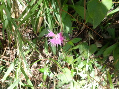 Dianthus pygmaeus