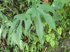 Fatsia polycarpa