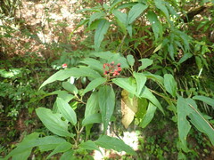 Viburnum urceolatum