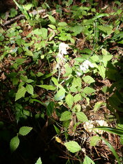 Goodyera schlechtendaliana