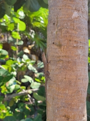 Anolis sagrei