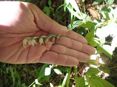 Goodyera schlechtendaliana