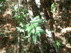 Photinia niitakayamensis