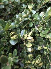 Psylla buxi