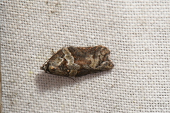 Acleris pulverosana