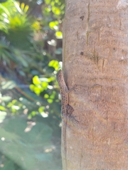 Anolis sagrei