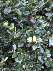 Psylla buxi