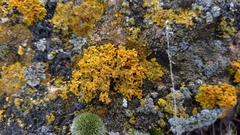 Xanthoria mediterranea