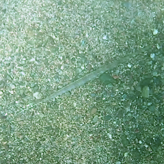 Fistularia commersonii