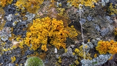 Xanthoria mediterranea