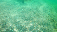 Fistularia commersonii