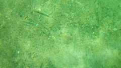 Fistularia commersonii