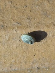 Xerotricha conspurcata