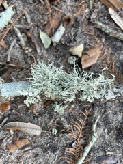 Ramalina stenospora