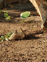 Leiocephalus cubensis