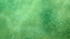 Fistularia commersonii