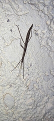 Pygirhynchus