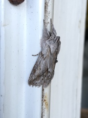 Pleromelloida cinerea