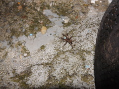 Lycosidae