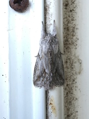 Pleromelloida cinerea