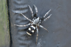 Latonigena