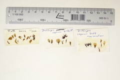 Image of Dalbergia aurea
