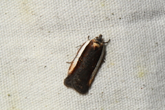 Acleris celiana