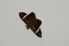 Hemeroblemma mexicana