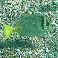 Prionurus laticlavius