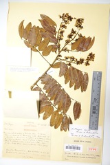 Dalbergia aurea image