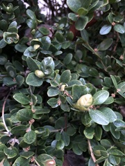 Psylla buxi