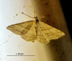 Chiasmia furcata